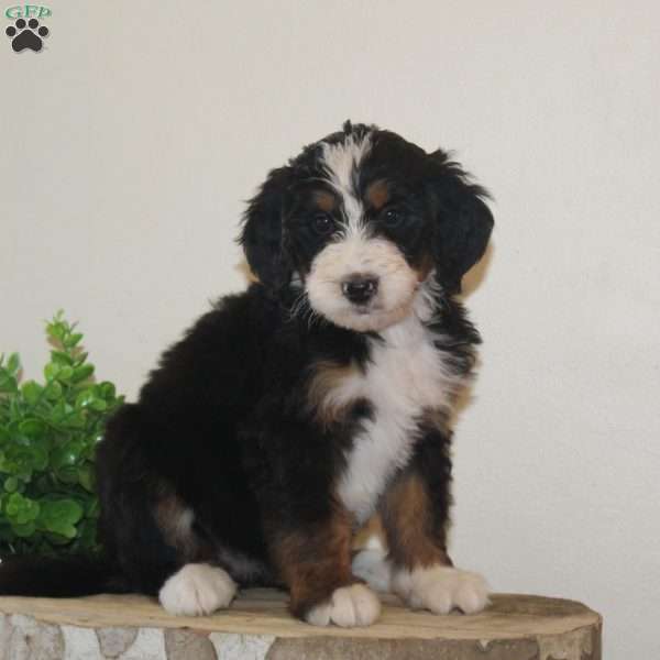 Holly, Bernedoodle Puppy